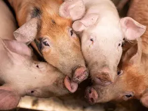 What do you call a pig lumberjack?