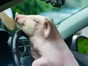 What do you call a pig that's been arrested for bad driving?