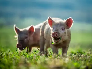What do you call a pig that's out in the sun for too long?