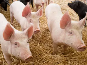What do you call a pig thief?