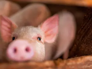 What do you call a pig's sore eye?