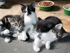 What do you call a pile of cats?