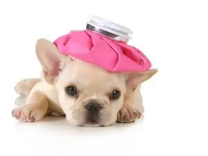 What do you call a puppy with a fever?