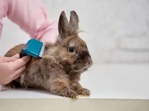 What do you call a rabbit barber?