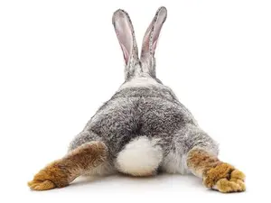 What do you call a rabbit with fleas?