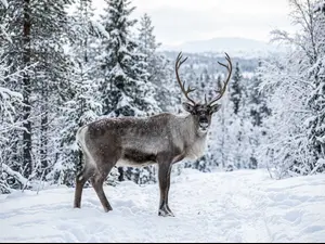 What do you call a reindeer with no manners?
