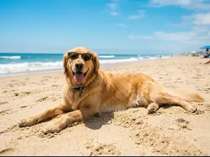 What do you call a retriever on a hot beach day?