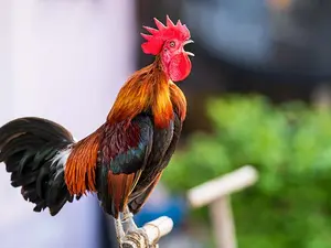 What do you call a rooster who wakes you up at the same time every morning?