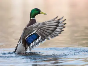What do you call a sarcastic duck?