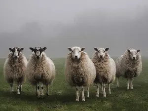 What do you call a sheep with no legs or head?