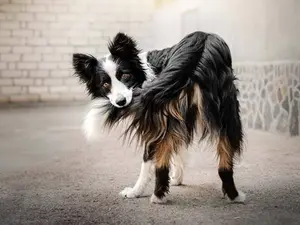What do you call a sheepdog's tail that can tell tall stories?