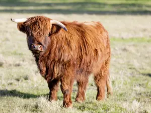 What do you call a short cow?