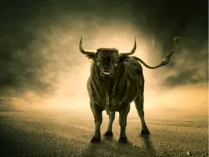 What do you call a sleeping bull?
