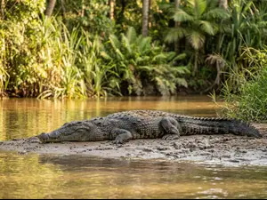 What do you call a sleeping crocodile?