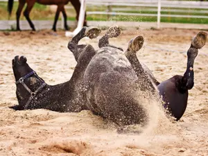 What do you call a smelly horse?