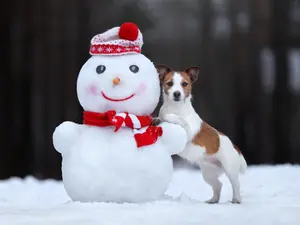 What do you call a snowman's dog?
