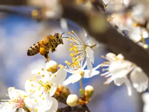 What do you call a spring bee that can't make up its mind?