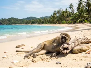What do you call a sunbathing monkey?