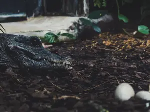 What do you call a thieving alligator?