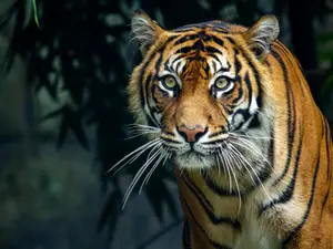 What do you call a tiger running a copy machine?