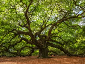 What do you call a tired tree?