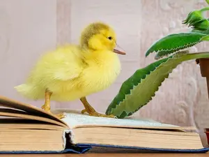 What do you call a waterfowl that reads Herman Melville?