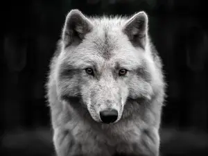 What do you call a wolf that gets lost?
