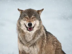 What do you call a wolf that uses bad words?