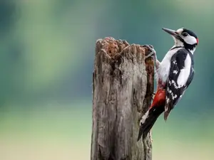 What do you call a woodpecker without a beak?