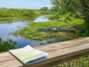 What do you call an alligator who reads maps?