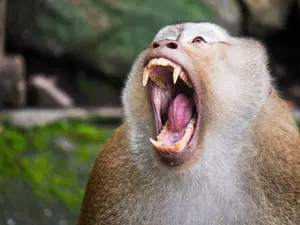 What do you call an angry monkey?