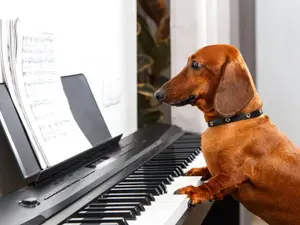 What do you call an animal pop star?