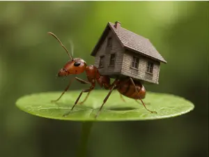 What do you call an ant that stays in a rental house?