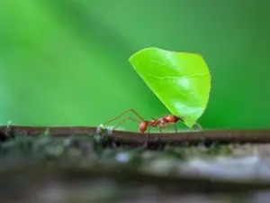 What do you call an ant who fights crime?