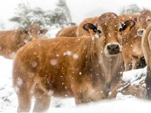 What do you call an arctic cow?