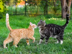 What do you call an argument where two cats are too proud to concede?