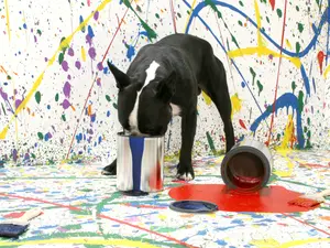 What do you call an artistic dog?