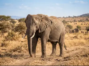 What do you call an elephant who never takes a bath?