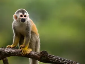 What do you call an exploding monkey?