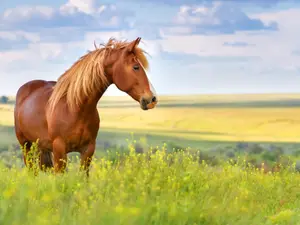 What do you call an insincere horse?