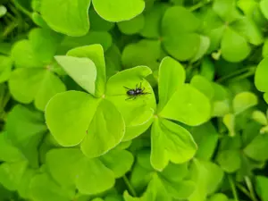What do you call an Irish spider?