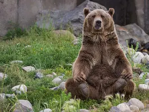 What do you call bears with no ears?