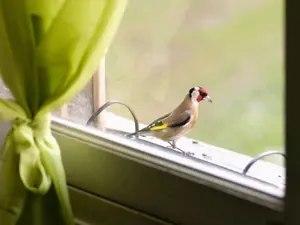 What do you call fowl that fly into windows?