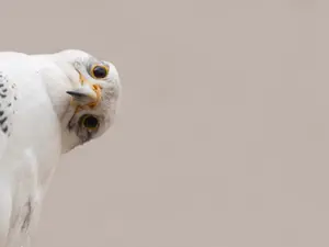 What do you call it when a bird does something bad?