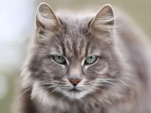 What do you call it when a cat is not environmentally friendly?