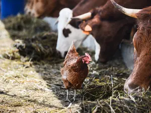 What do you call it when a cow and a chicken are angry at each other?