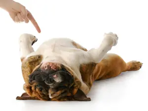 What do you call it when a dog is playing dead?