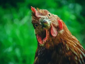 What do you call it when a hen spots some lettuce?