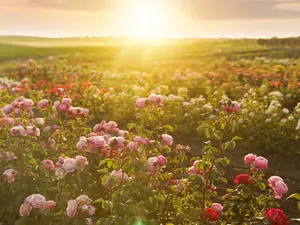 What do you call it when a rose runs a race in spring?