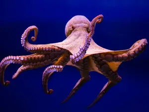 What do you call it when an octopus leaves the sea?